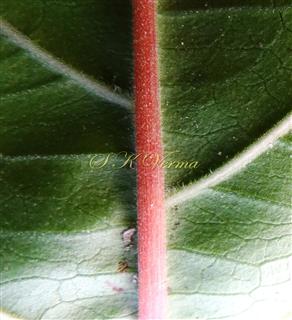  Leaf-Abaxial surface